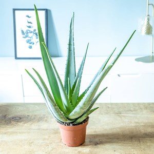 Aloe vera, plante d'intérieur d14