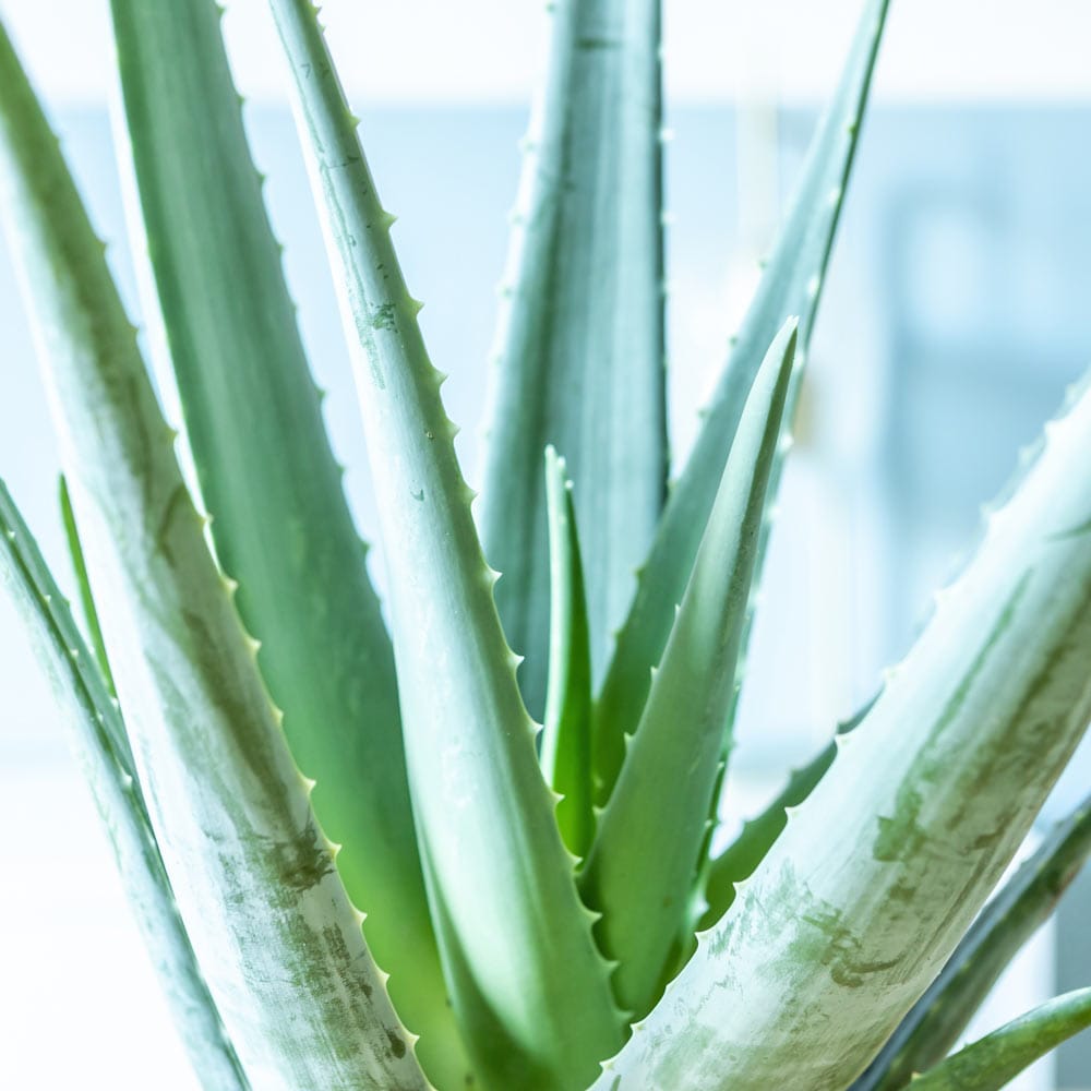 Aloe Vera, Livraison plantes d'intérieur