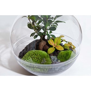 Terrarium forest moon large