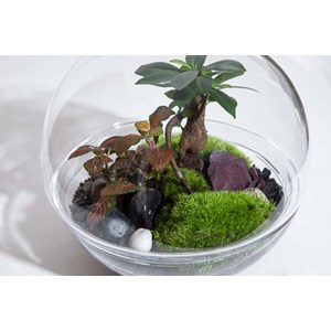 Terrarium forest moon medium
