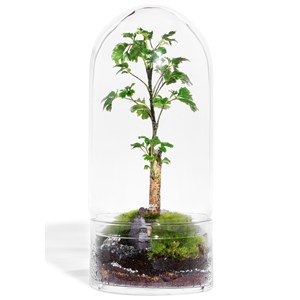Terrarium jungle rocket medium polyscias