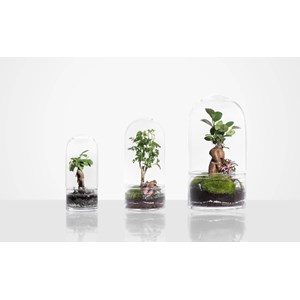 Terrarium jungle rocket medium polyscias
