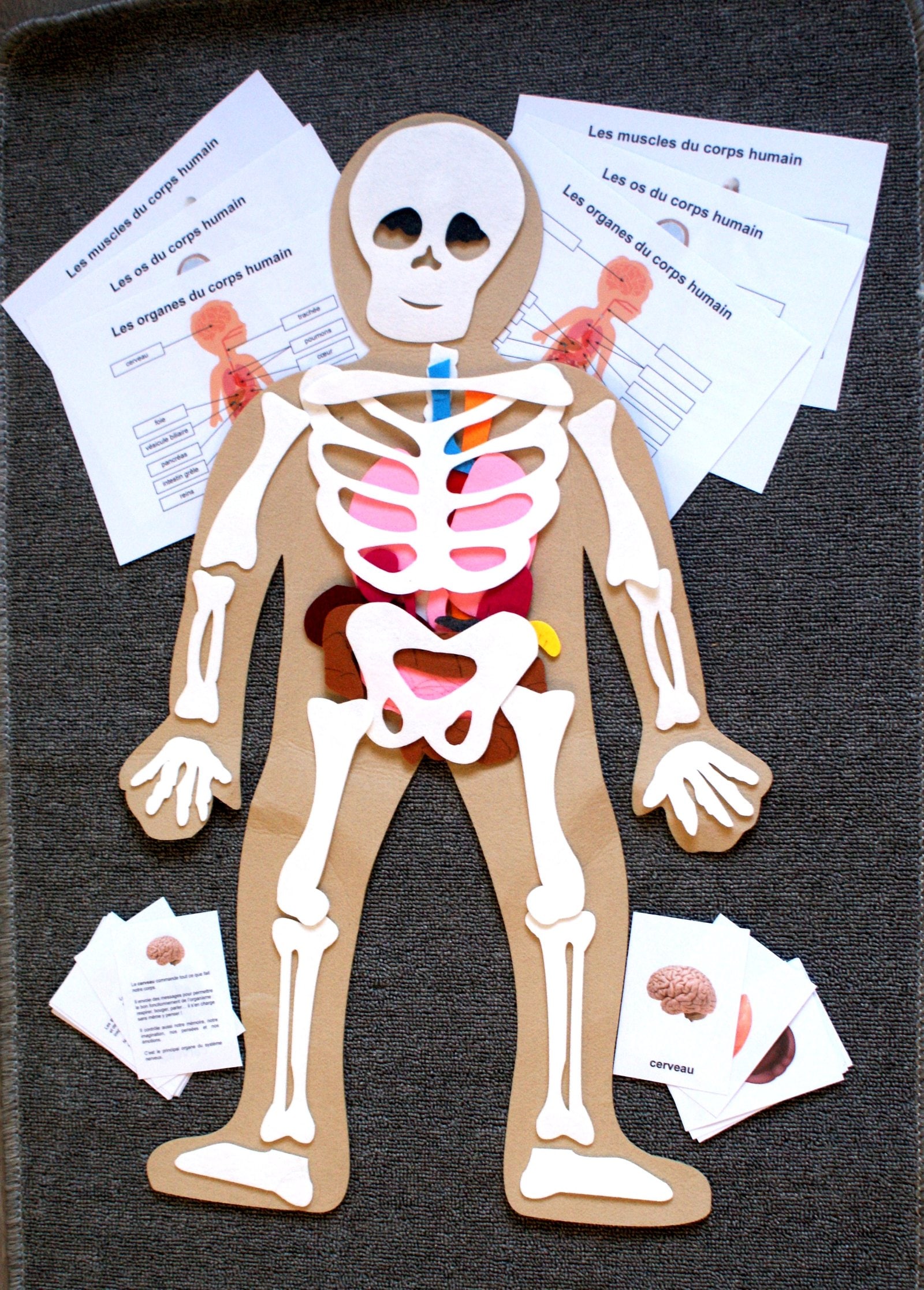Squelette articulé - Le corps humain - Dès 6 ans - Pensées Montessori