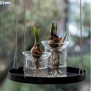 Vase de germination en verre