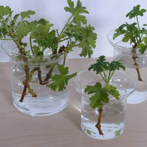 Vase de germination en verre