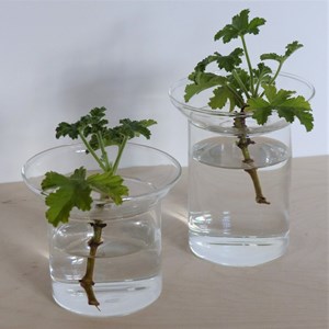 Vase de germination en verre