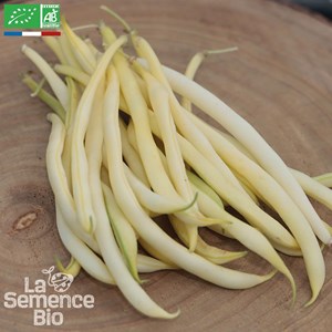 Haricot beurre nain major - graines bio