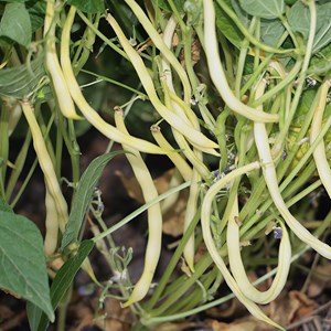 Haricot beurre nain major - graines bio