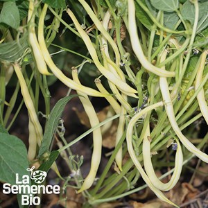 Haricot beurre nain major - graines bio