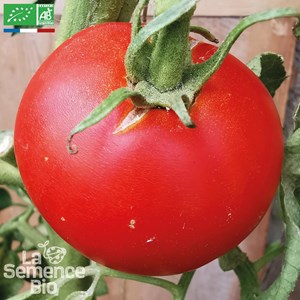 Tomate charnue de huy - graines bio