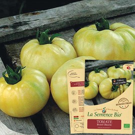 Tomate beauté blanche - graines bio