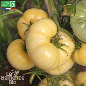 Tomate beauté blanche - graines bio