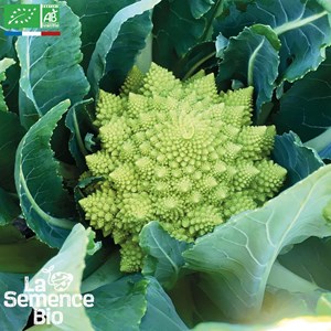 Chou-fleur romanesco - graines bio