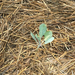 Chou-fleur romanesco - graines bio