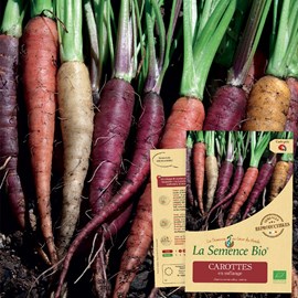 Carottes en mélange - graines bio