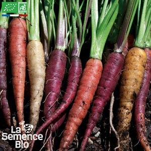 Carottes en mélange - graines bio