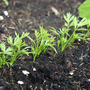 Carottes en mélange - graines bio