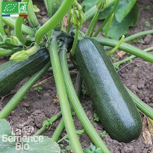 Courgette verte des maraîchers - graine