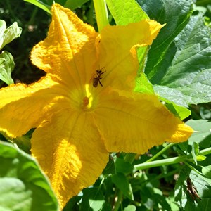 Courgette verte des maraîchers - graine