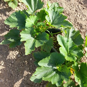 Courgette verte des maraîchers - graine