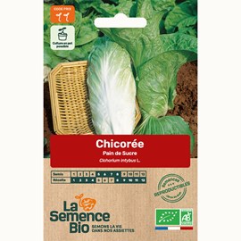 Chicorée pain de sucre - graines bio