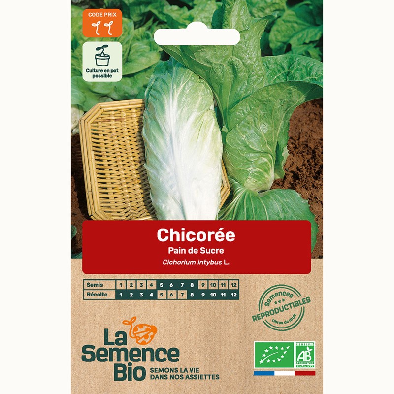 Chicorée pain de sucre - graines bio