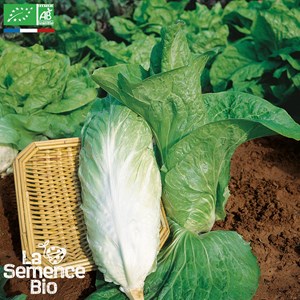 Chicorée pain de sucre - graines bio
