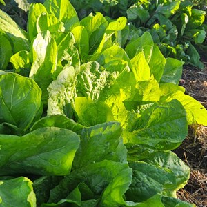 Chicorée pain de sucre - graines bio