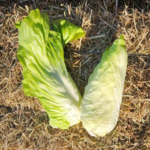 Chicorée pain de sucre - graines bio