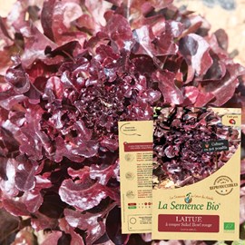Laitue à couper red salad bowl - graine