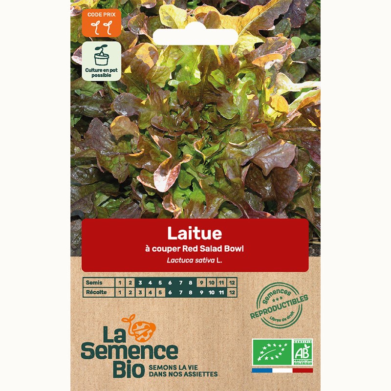 Laitue à couper red salad bowl - graine