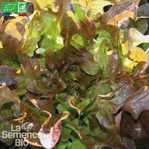 Laitue à couper red salad bowl - graine