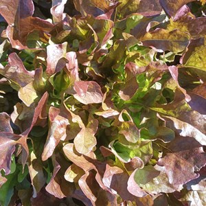 Laitue à couper red salad bowl - graine