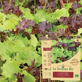 Mesclun de laitues à couper bio