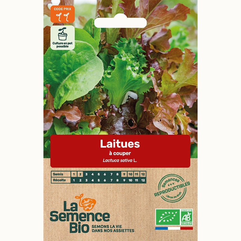 Laitues à couper - graines bio
