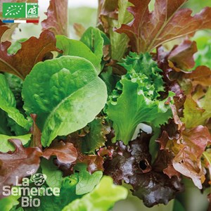 Laitues à couper - graines bio