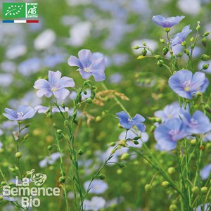 Lin bleu - graines bio