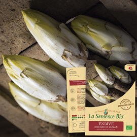 Endive demi-hâtive de hollande - graine
