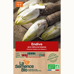Endive demi-hâtive de hollande - graine