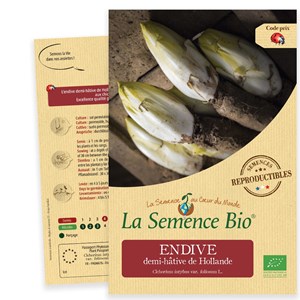 Endive demi-hâtive de hollande bio