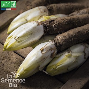 Endive demi-hâtive de hollande - graine