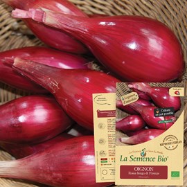 Oignon rossa lunga di firenze - graines