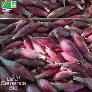 Oignon rossa lunga di firenze - graines