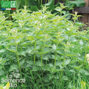 Grande ortie - graines bio