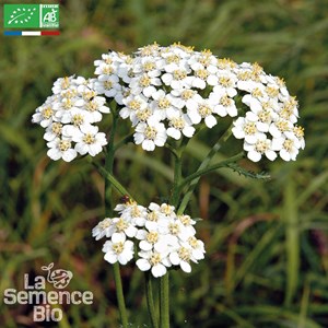 Achillée - graines bio
