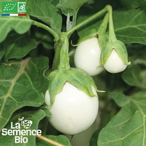 Aubergine blanche ronde à 'uf - graines