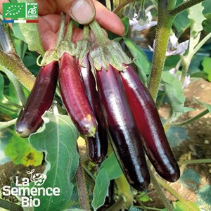 Aubergine little finger - graines bio