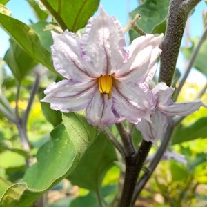 Aubergine little finger - graines bio