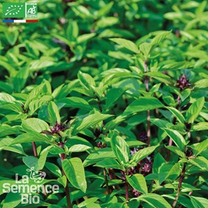 Basilic réglisse - graines bio