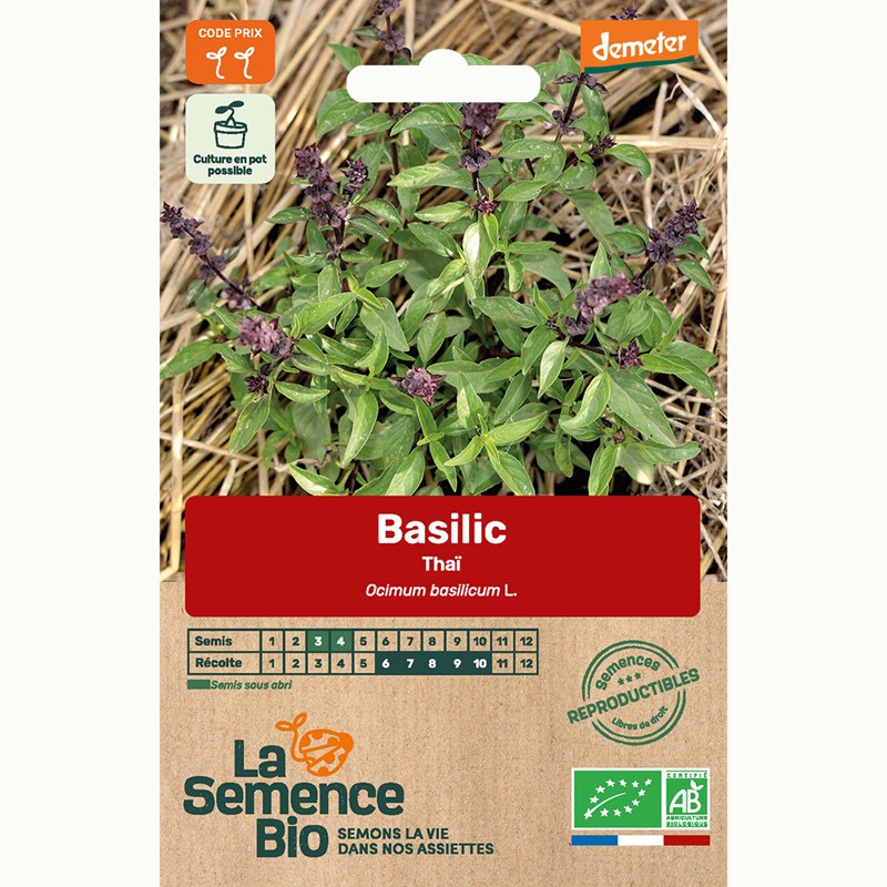 Basilic thaï - graines bio